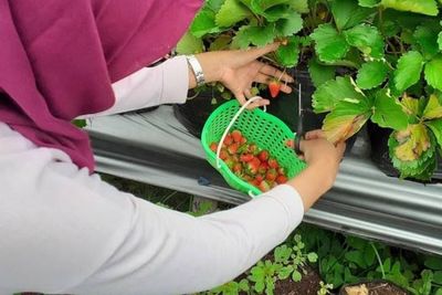 Sensasi Petik Strawberry Langsung di Kebunnya, Yuk Main-main ke Magelang