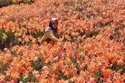 Cantiknya Taman Bunga Amarilis di Gunung Kidul bak di Eropa, Pas Jadi Tempat Libur Lebaran