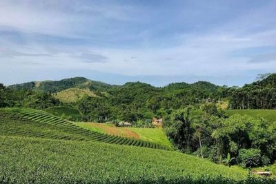 Menikmati Kualitas Teh Terbaik di Kebun Teh Cikuya, Satu-satunya di Banten