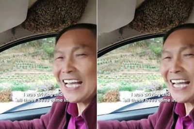 Bukannya Lari, Pria Ini Santai Nyetir Meski Ada Lebah di Dalam Mobilnya, Bikin Merinding