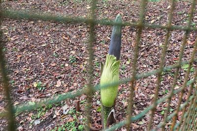 Bunga Bangkai Amorphophallus Titanium Becc Siap Mekar di Kebun Raya Cibodas