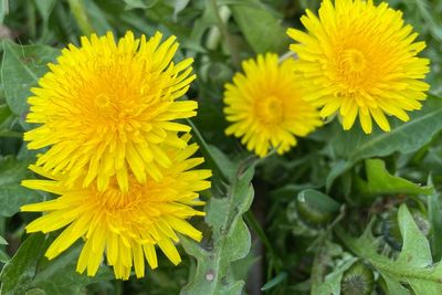 Fakta Dandelion: Tanaman Liar Kaya Manfaat yang Dapat Dikonsumsi Manusia