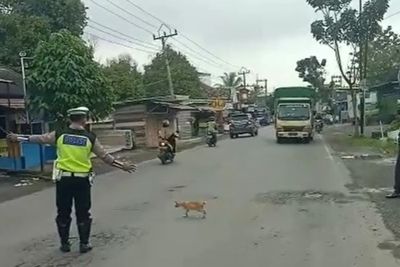 Lagi! Aksi Polantas Bantu Kucing Oren Sebrangi Jalan yang Padat Dilalui Pengendara