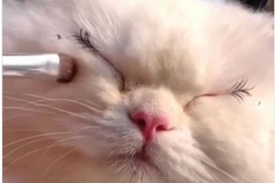 Kucing Putih Ini Anteng Didandani Pakai Bulu Mata dan Blush On, Hasilnya Cantik Gemesin