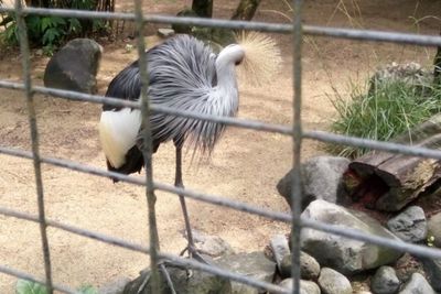 Serunya Wisata Edukatif di Bali Bird Park, Cocok Buat Tempat Ngabuburit Bareng Anak!