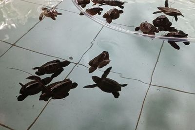 Temukan Pengalaman Baru dari Konservasi Pelestarian Penyu Pantai di Balai Bajulmati