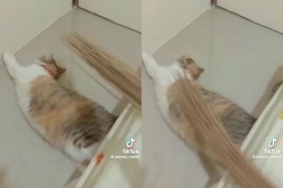 Gemes! Bukannya Takut, Kucing Ini Justru Keenakan di Puk-puk Pakai Sapu Lidi 
