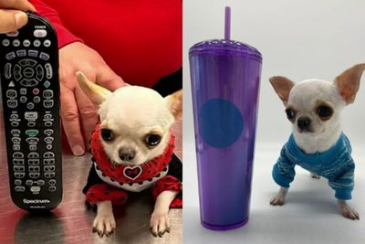 Pearl, Anjing Chihuahua Terpendek di Dunia: Ukurannya Lebih Kecil dari Remote!