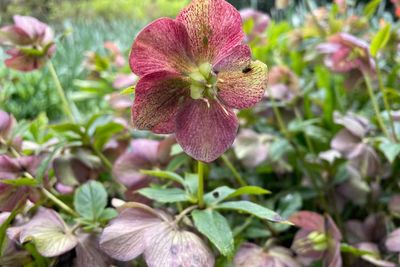 Bunga Helleborus: Kisah Mitos Simbol Kematian dan Kebangkitan dari Zaman Kuno