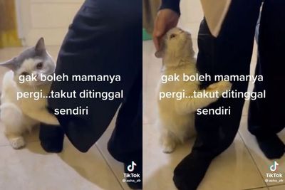 Lucunya! Gak Mau Ditinggal, Kucing Ini Peluk Kaki Majikannya Bak Seorang Anak