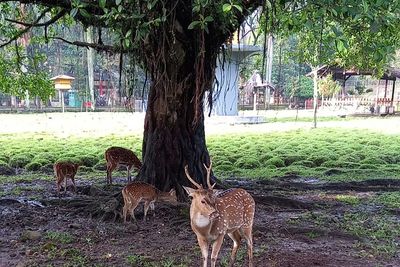 Rekomendasi Wisata untuk Liburan Lebaran: Taman Uncal, Tempat Rekreasi Gratis di Bandung