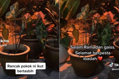 MasyaAllah, Lompong Hias ini Goyang-goyang bak Berzikir Mengikuti Alunan dari Masjid