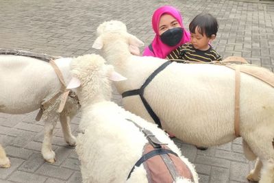 Rasakan Sensasi Bermain, Feeding dan Berswafoto dengan Domba-domba di Lembang Farm House
