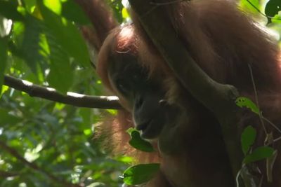 Mengenal Taman Nasional Gunung Leuser, Tempat Berlindung Mamalia Endemik Sumatera