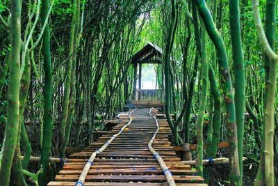 Jadi Pusat Konservasi, Wisata Hutan Mangrove Kulonprogo yang Punya Spot Foto Menarik