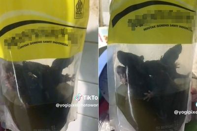Hii... Ada 5 Tikus Berenang di Minyak Goreng Kemasan, Jorok Minyaknya Menghitam