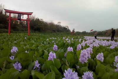 Menengok Keindahan Kalinampu Natural Park, Hamparan Eceng Gondok Bikin Mata Tak Berkedip