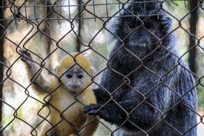 Mulai Skywalk Hingga Gazebo, Bandung Zoo Hadirkan Fasilitas Baru Sambut Libur Lebaran