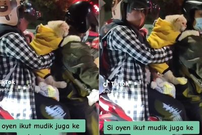 Momen Gemas Kucing Oyen Ikut Mudik ke Palembang, Anteng Pegangan ke Majikan
