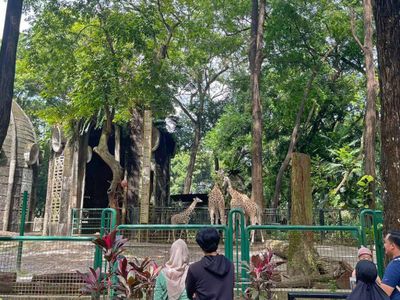 Ragunan Membludak Selama Isra-Imlek, Hampir 150 Ribu Wisatawan Liburan Melihat Hewan