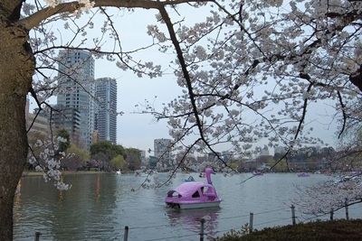 Jangan Lakukan 3 Hal Ini saat Melihat Bunga Sakura di Jepang!