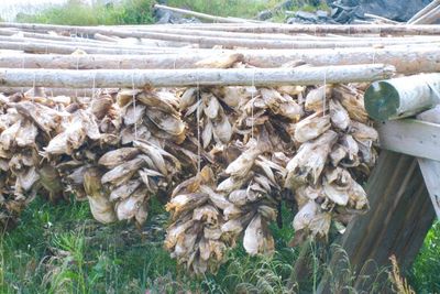 Desa Havnnes di Troms, Norwegia: Tradisi Pengeringan Air Kepala Ikan Cod yang Terkenal