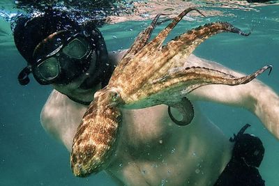 Review My Octopus Teacher: Saat Gurita Bersahabat dengan Manusia Ungkap Misteri Bawah laut