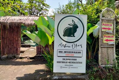 Rumah Makan Ini Sediakan Jual Beli Kelinci Imut dan Lucu dengan Aneka Jenis Spesies 
