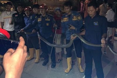 Petugas Damkar Bogor Evakuasi Ular King Kobra Sepanjang 5 meter yang Masuk ke Rumah Warga