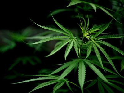Anggota TNI AD Ditangkap BNN Banten Terkait Narkotika Jenis Ganja Sebanyak 50 Kg
