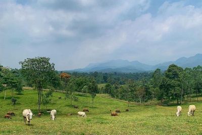 Wisata Bukit Waruwangi, Pesonanya Bak Bukit di Eropa