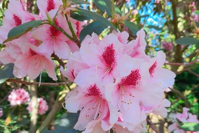 Mengungkap Makna dan Pesona Bunga Rhododendron di Berbagai Negara di Dunia