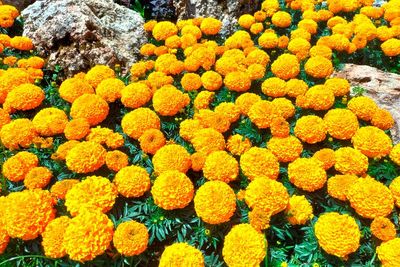 Ini Khasiat Marigold, Bunga yang Dikaitkan dengan Bunda Maria dan Ritual Sakral di Dunia