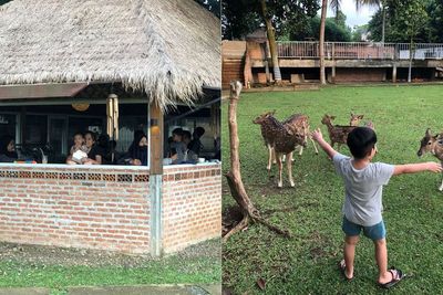 Kebun Nara Kopi, Hidden Gem di Depok Tawarkan Sensasi Ngopi Ditemani Kawanan Rusa