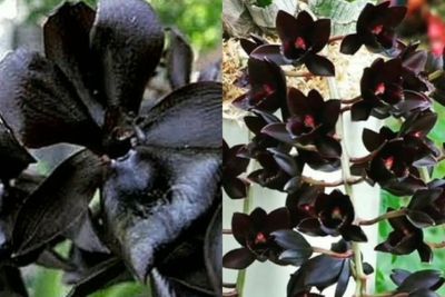 7 Cara Budidaya Anggrek Hitam Papua yang Langka, Harganya Selangit di Pasaran
