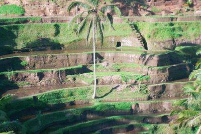 Pengalaman Menakjubkan di Tagalalang: Pemandangan Sawah Terasering yang Menakjubkan