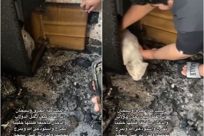 Luar Biasa! Kucing Selamat dari Kebakaran Usai Masuk dalam Lemari, Netizen Pertanyakan Ini