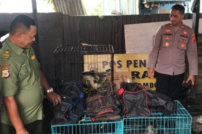 Penyelundupan 7 Ekor Kanguru Papua Digagalkan BKSDA Maluku dan Polsek KPYS Ambon