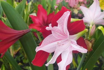 Cara Menanam Bunga Amarilis, Bisa di Pot atau di Lahan Pekarangan Rumah