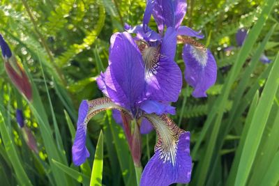 Mengenal Siberian Iris, Bunga Cantik yang Dipercaya Bawa Keberuntungan Bagi Pemiliknya