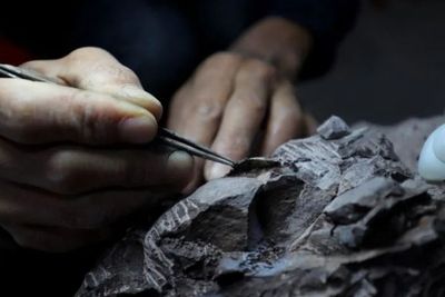 Peneliti Temukan Fosil Telur Milik Dinosaurus Pencuri di China Timur