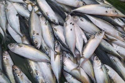 Gara-gara Cuaca Ekstrem, Harga Ikan di Bengkulu Lebih Mahal dari Harga Daging Ayam