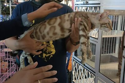 Intip Keberagaman Hayati Kucing Corak Macan yang Memiliki Harga Bombastis