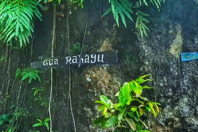 Goa Rahayu: Sumber Air Keramat dan Tempat Bersejarah di Balik Pendirian Kerajaan Mataram