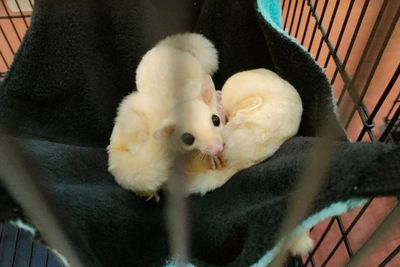 Fakta-Fakta Sugar Glider, Kanguru Imut yang Suka Terbang dan Bergerombol