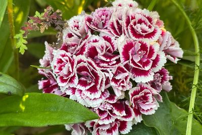 Mitos Bunga Sweet William: Kisah Cinta Pangeran William the Conqueror dengan Gadis Miskin