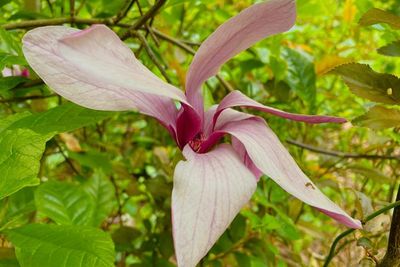 Bunga Magnolia: Simbol Keabadian Dalam Budaya Jepang, Bermanfaat Untuk Kesehatan