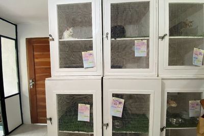 The Odd Cat, Hotel Khusus Kucing Adanya di Canggu, Bali!