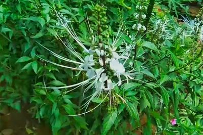 Kumis Kucing: Tanaman Herbal yang Ampuh Menurunkan Kadar Asam Urat