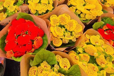 Calceolaria: Pesona Tanaman Khas Amerika Selatan yang Dikaitkan dengan Keberuntungan Cinta